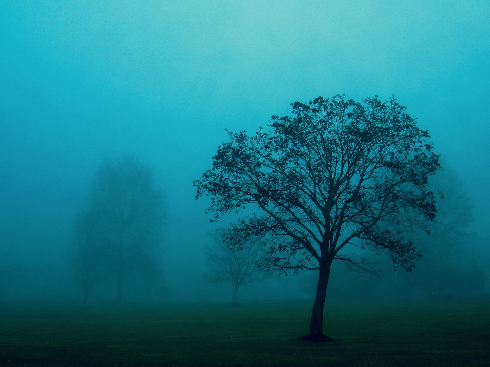 A serene, foggy landscape featuring a solitary tree, captured in shades of blue. This HD image serves as a captivating nature-themed desktop wallpaper and background.