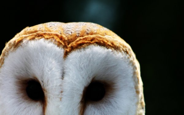 Animal Barn owl Birds Owls HD Wallpaper | Background Image