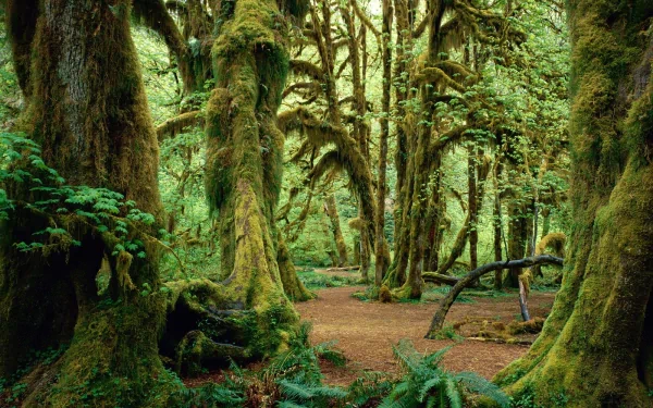 trunk tree fern moss nature forest HD Desktop Wallpaper | Background Image