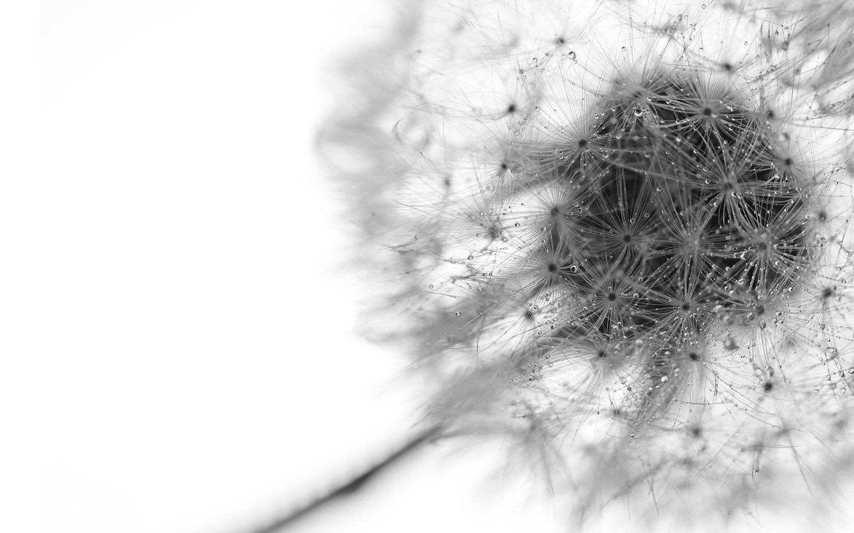 Close-up image of a dandelion seed pod, showcasing intricate details against a soft, white background. This HD wallpaper captures the beauty of nature in fine detail.
