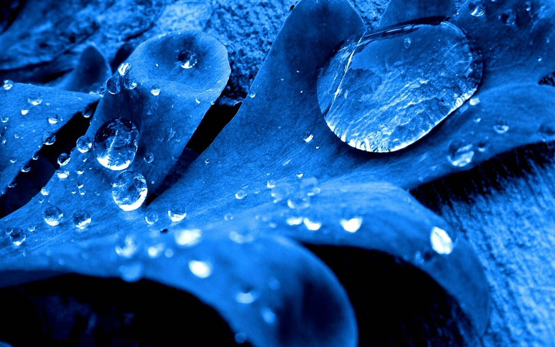 Blue water flower in macro.
