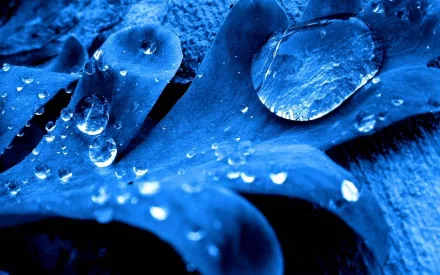 Macro photo of water drops on blue leaves. This HD nature wallpaper captures the intricate details of water drops and leaf textures.