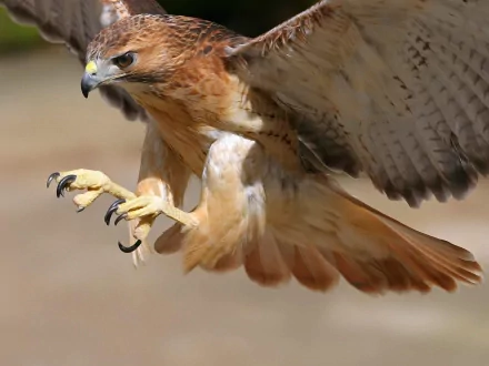 A stunning HD desktop wallpaper featuring a red-tailed hawk in mid-flight, showcasing its powerful talons and detailed plumage.