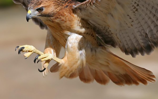 Animal Red-Tailed Hawk Birds Birds of prey Bird HD Wallpaper | Background Image