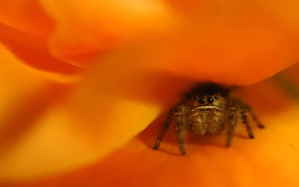 jumping spider Animal spider HD Desktop Wallpaper | Background Image