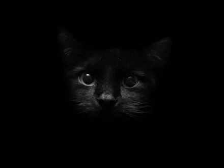 A HD desktop wallpaper featuring the face of a black cat emerging from the darkness.