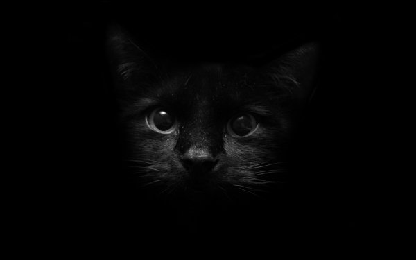 Tiere Katze Katzen Schwarz HD Wallpaper | Hintergrund