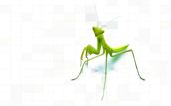 A vibrant green praying mantis stands against a light background, showcasing its distinctive features. This image serves as an engaging HD desktop wallpaper and background.