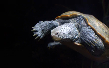 A close-up of an African helmeted turtle swimming gracefully, showcasing its unique features and textures. This HD image serves as an engaging desktop wallpaper and background.