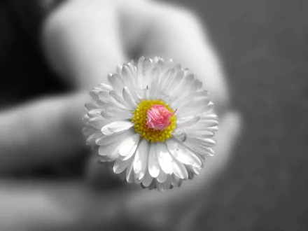 A close-up of a white flower with a yellow center and a unique pink bud, set against a blurred background. This nature-themed HD desktop wallpaper captures the flower's delicate details.