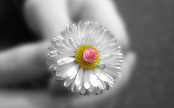 Earth Flower Flowers White Flower HD Wallpaper | Background Image