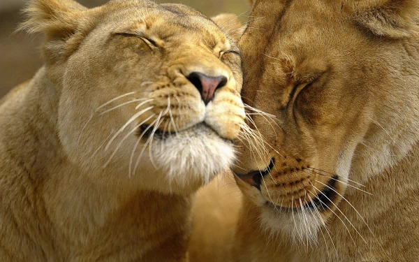Two lions showing affection, rubbing their faces together. This HD desktop wallpaper and background captures the gentle moment beautifully.