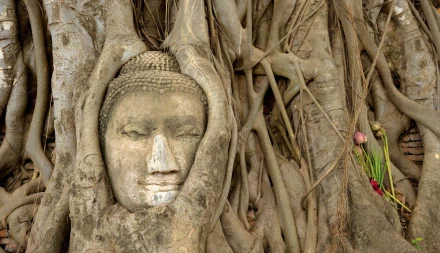 An HD wallpaper depicting a Buddha head statue enveloped by the roots of a tree, symbolizing spirituality in Buddhism.
