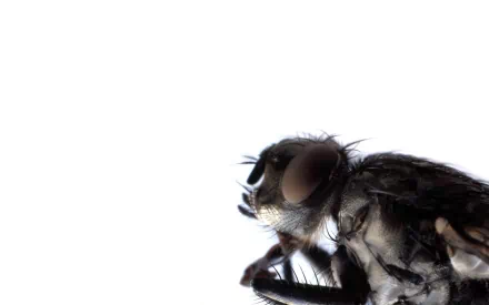 Animal fly HD Desktop Wallpaper | Background Image