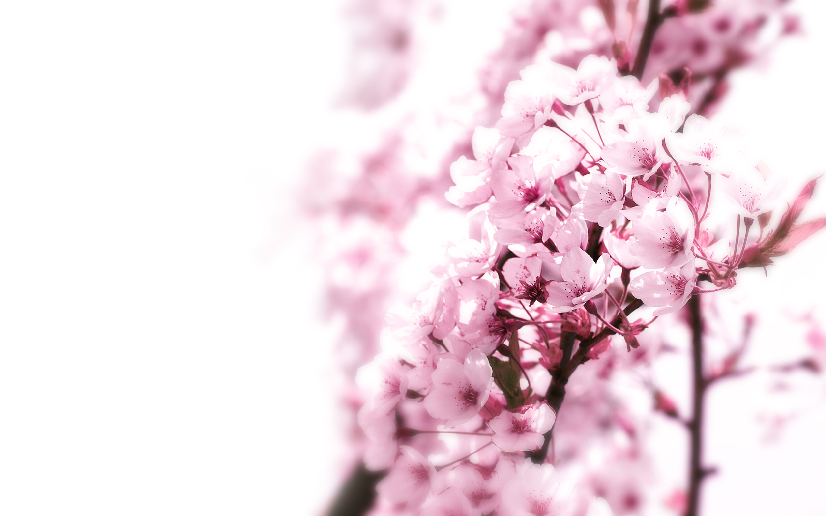 940+ Blossom HD Wallpapers and Backgrounds