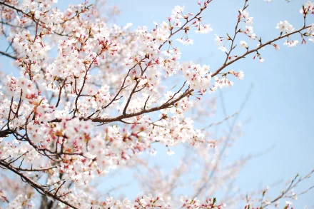 A branch in full blossom with delicate white flowers against a clear blue sky. This HD nature wallpaper beautifully captures the essence of spring.