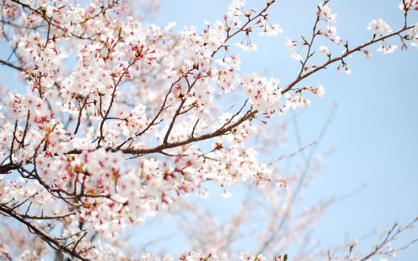 Earth Blossom Flowers Flower Branch HD Wallpaper | Background Image
