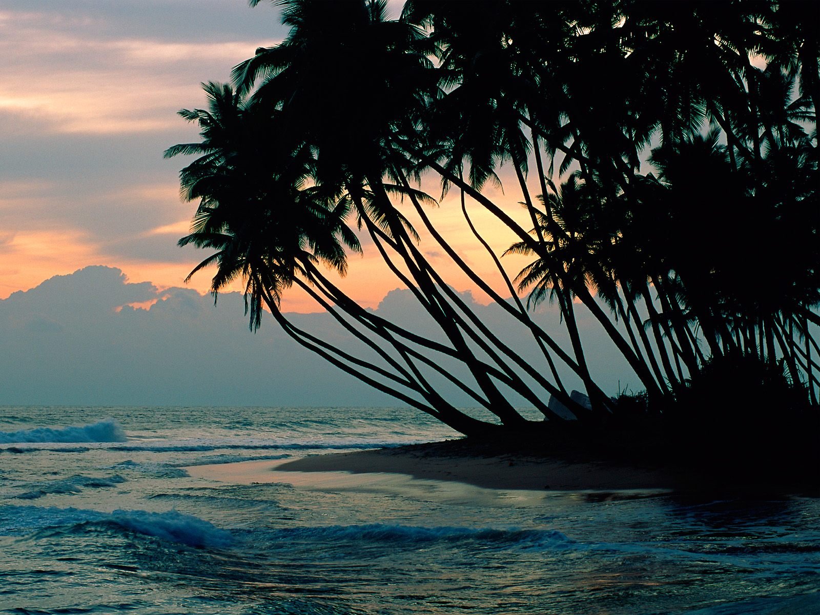 A serene beach scene at sunset, featuring silhouetted palm trees leaning towards the ocean, creating a tranquil atmosphere. This HD wallpaper captures the beauty of nature.