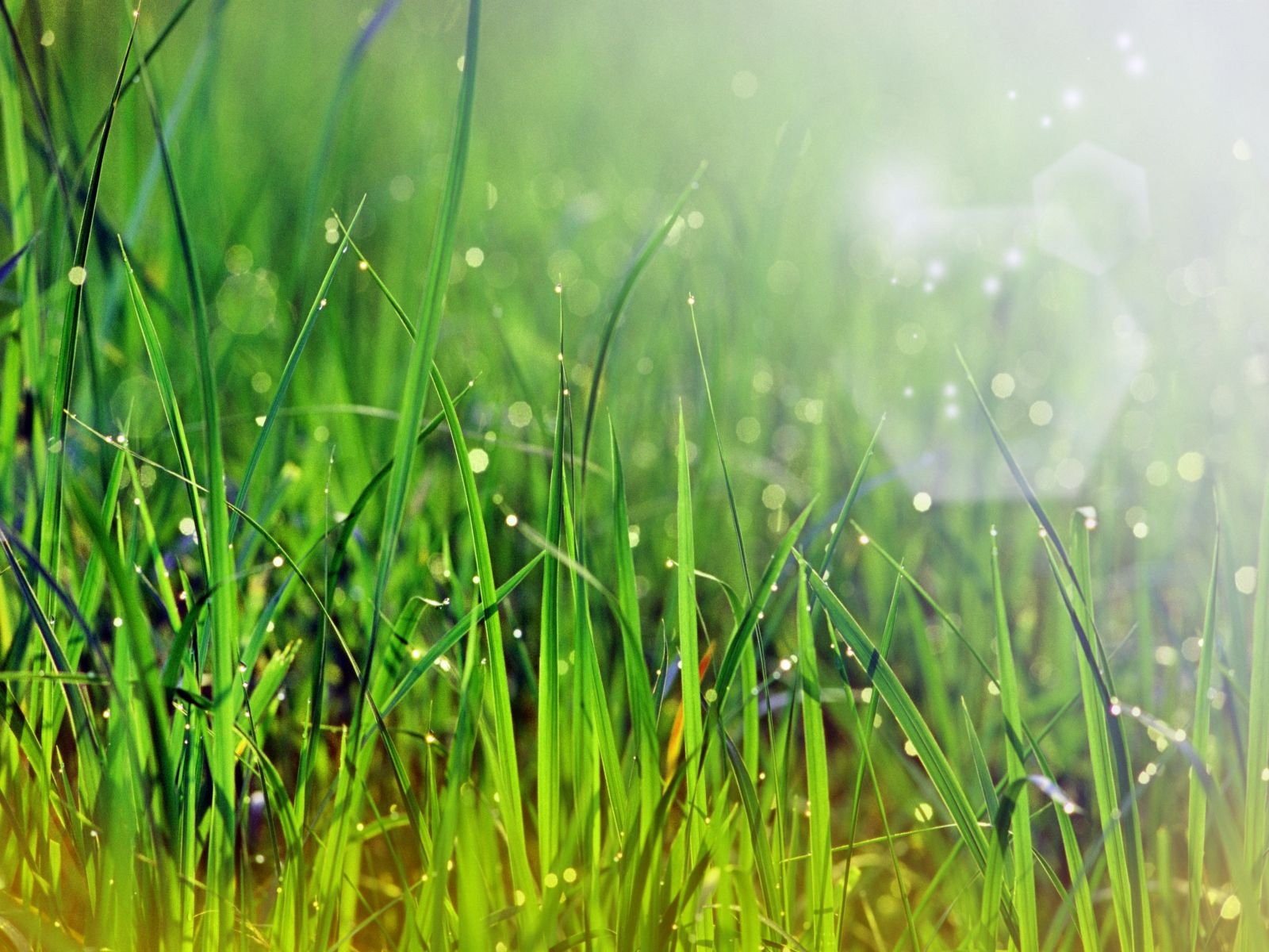 Lush green grass glistens with dew in this vibrant nature scene. A serene HD desktop wallpaper that brings the beauty of the outdoors to your screen.