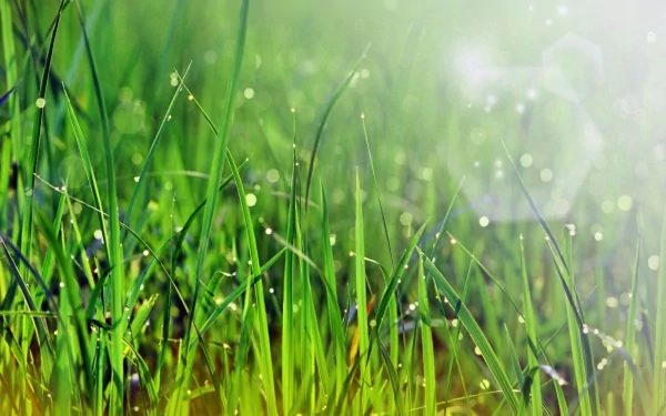Lush green grass glistens with dew in this vibrant nature scene. A serene HD desktop wallpaper that brings the beauty of the outdoors to your screen.