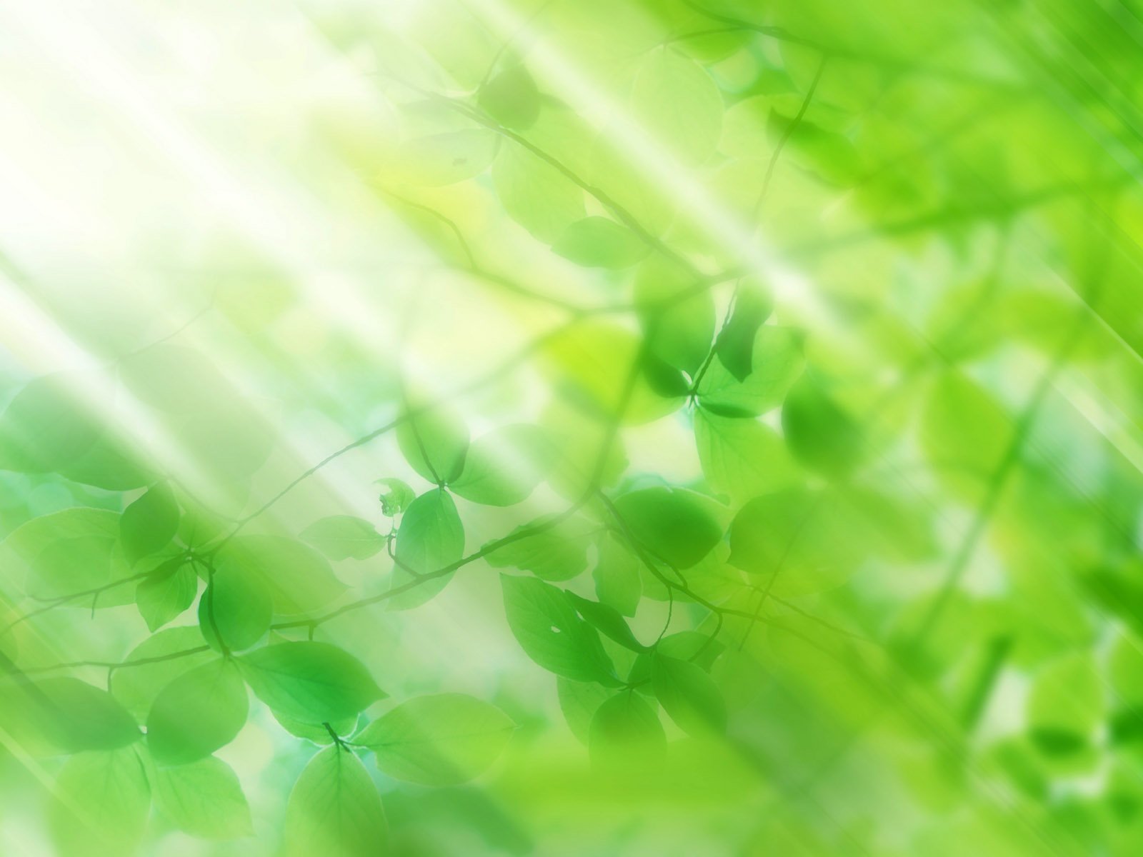 Close-up of vibrant green leaves with sunlight filtering through, creating a fresh and serene nature scene for an HD PC desktop wallpaper background.
