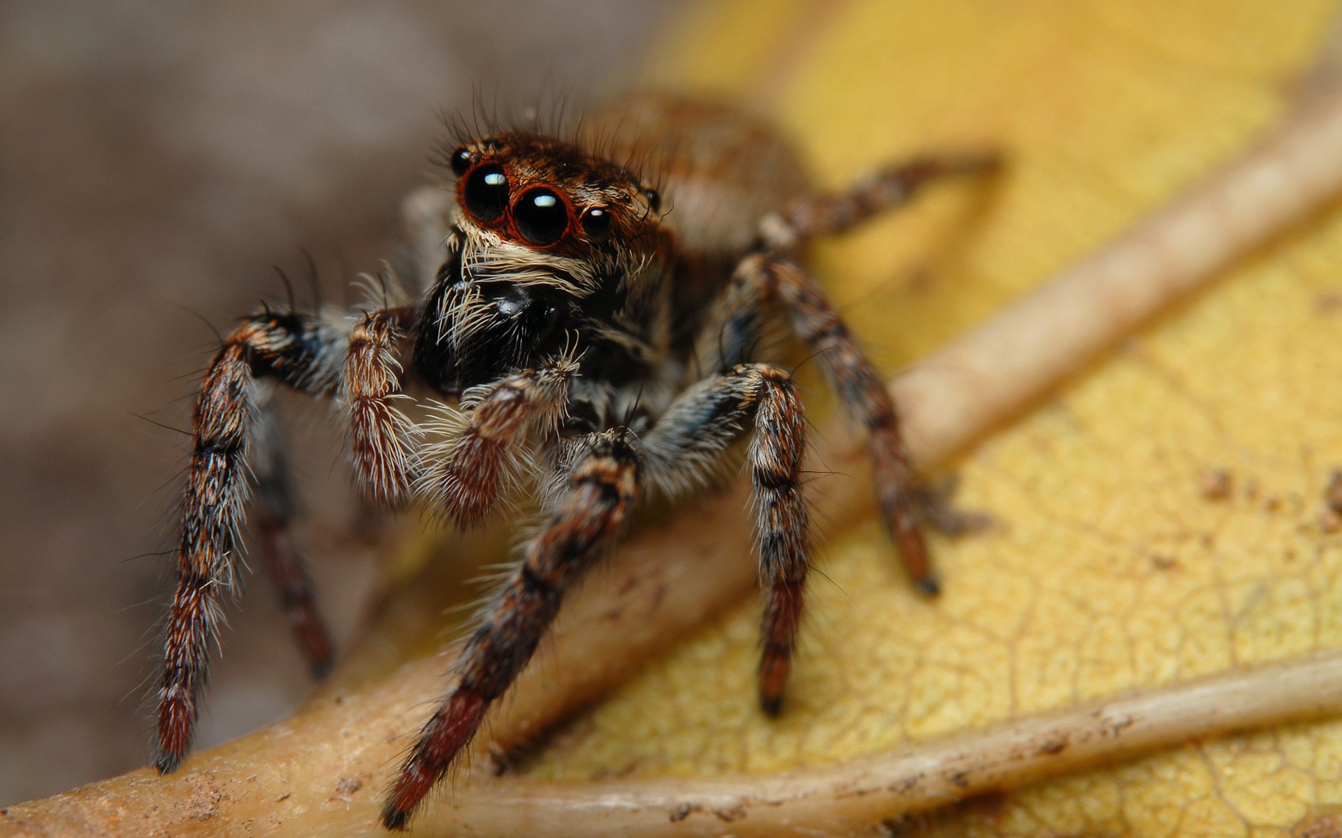 A high-definition desktop wallpaper showcasing a close-up of a jumping spider on a yellow leaf background.