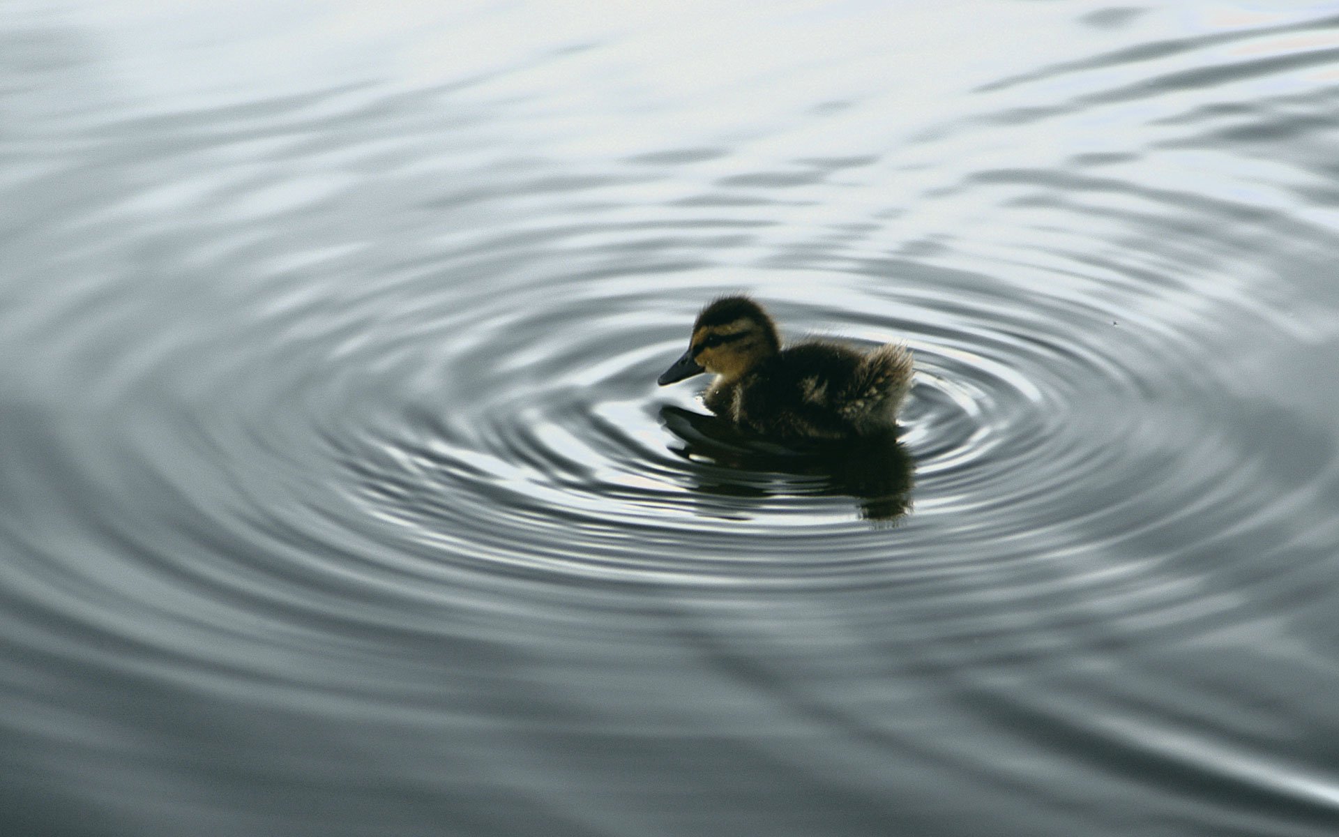 A high-definition desktop wallpaper featuring a duck swimming peacefully in calm, rippling water.