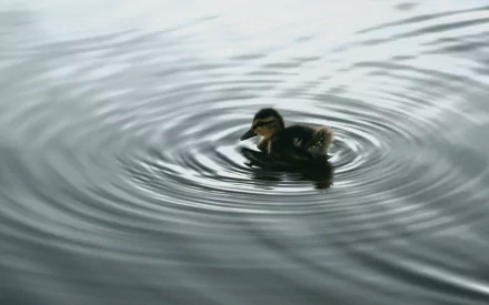 A high-definition desktop wallpaper featuring a duck swimming peacefully in calm, rippling water.