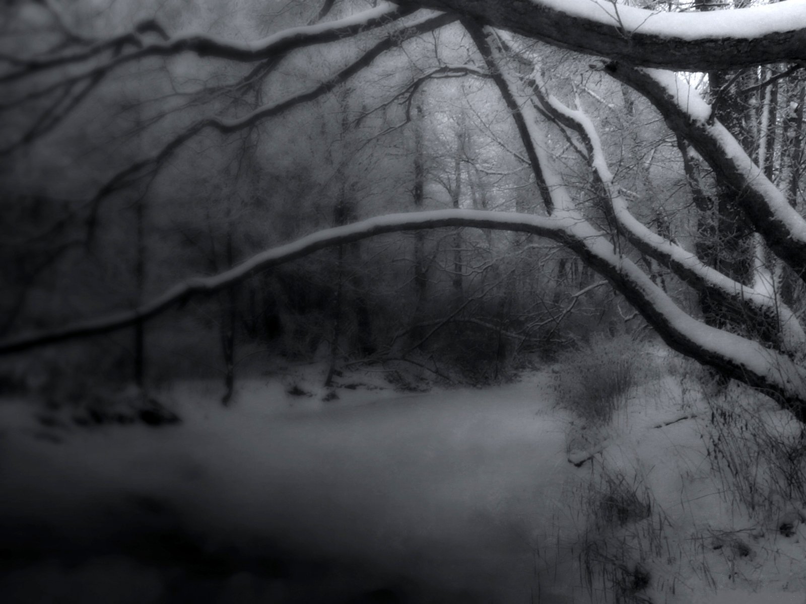 Download Black & White Branch Nature Winter  Wallpaper