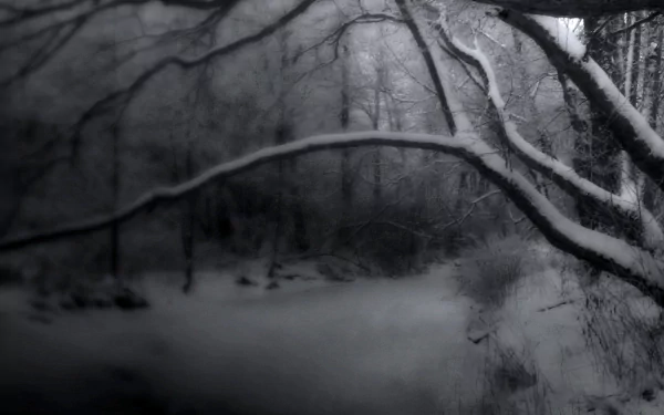 A serene black and white winter scene featuring snow-covered branches, capturing the tranquility of nature and creating an evocative desktop wallpaper and background.