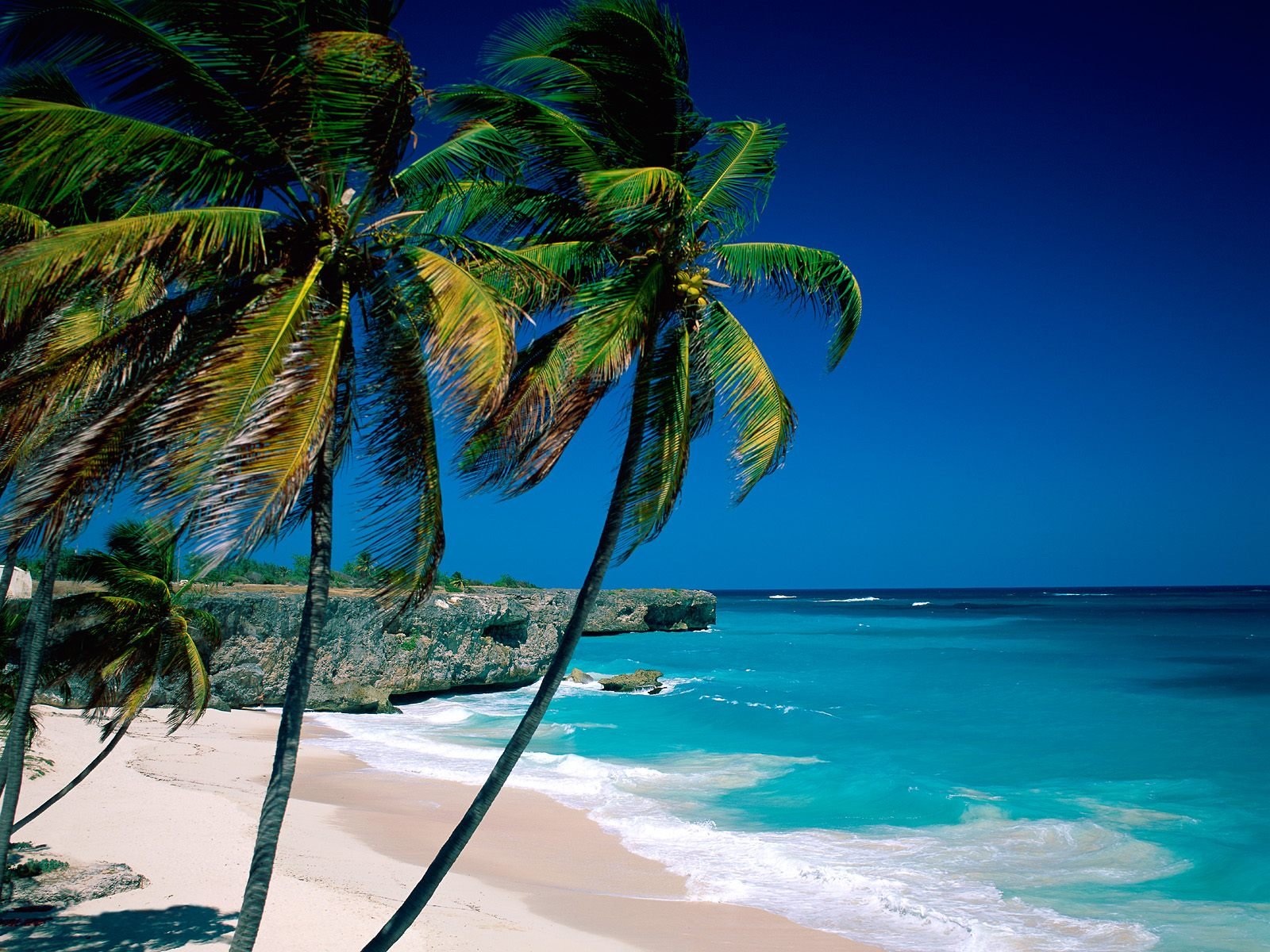 HD desktop wallpaper showcasing a scenic beach with turquoise ocean waters, a sandy shoreline, and swaying palm trees under a deep blue sky.