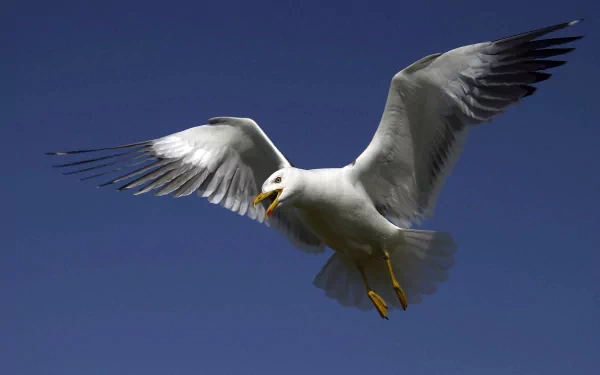 A seagull in mid-flight, showcasing its wings against a clear blue sky, creating a vibrant scene for this HD desktop wallpaper and background.