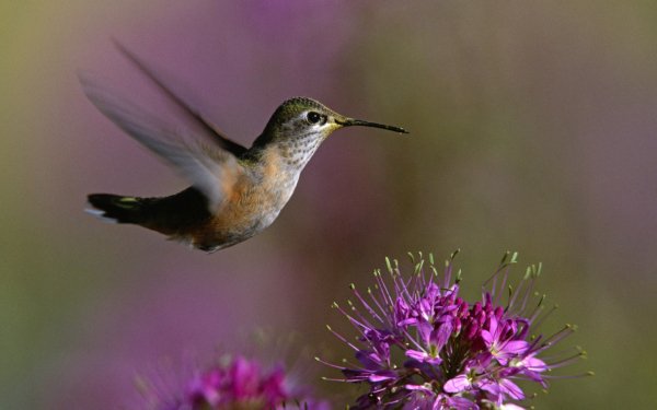Animal Hummingbird Birds Hummingbirds HD Wallpaper | Background Image
