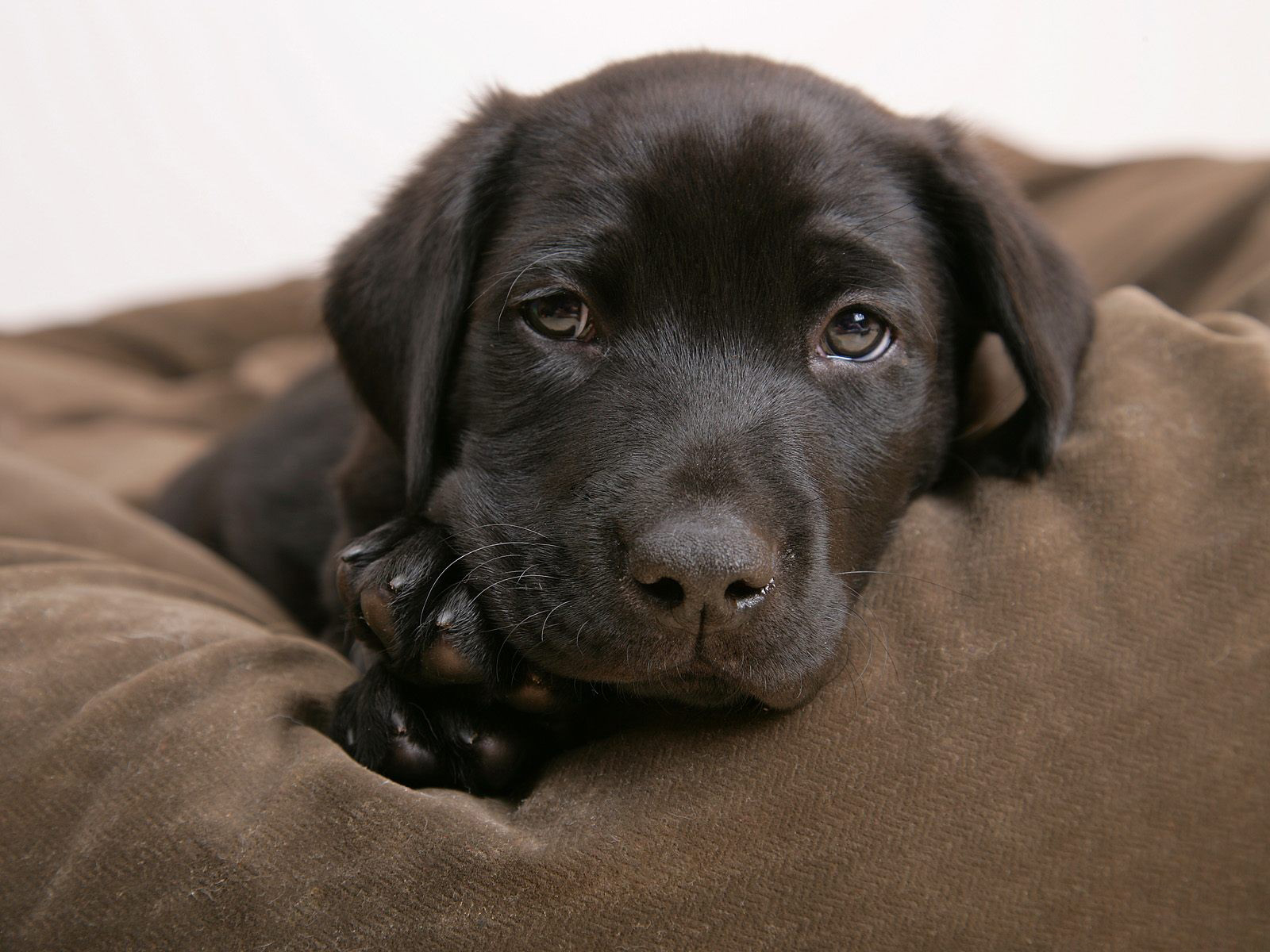 Chocolate Labrador puppy with adorable expression.