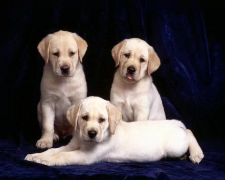 Three cute Labrador Retriever puppies, with light-colored fur, are posed against a dark blue background. This HD image makes a charming desktop wallpaper.
