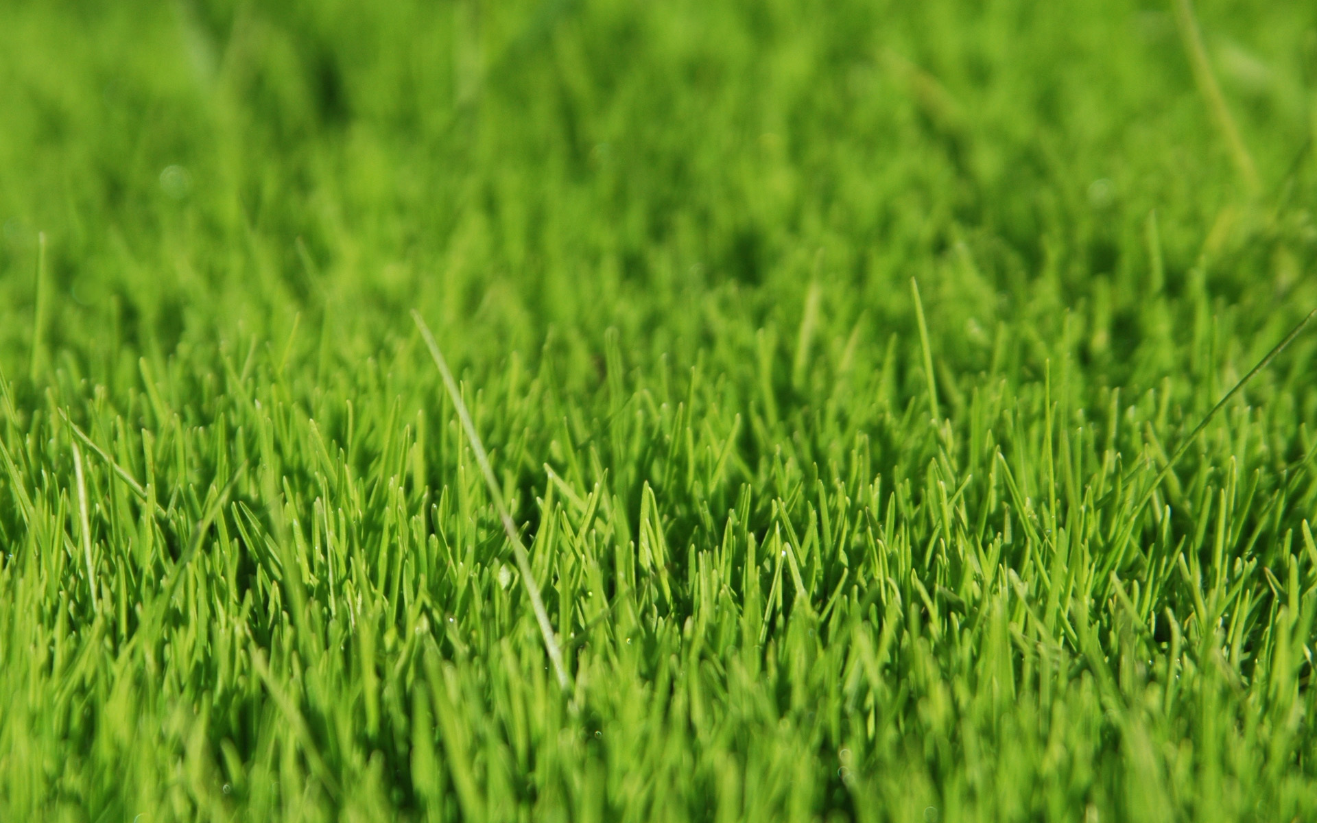 Nature Grass HD Wallpaper