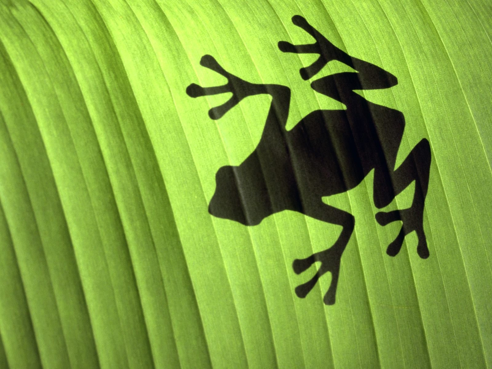 A striking HD desktop wallpaper featuring a black silhouette of a frog against vibrant green foliage, showcasing the beauty of nature and wildlife.