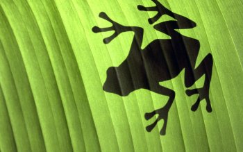 400 蛙高清壁纸 桌面背景