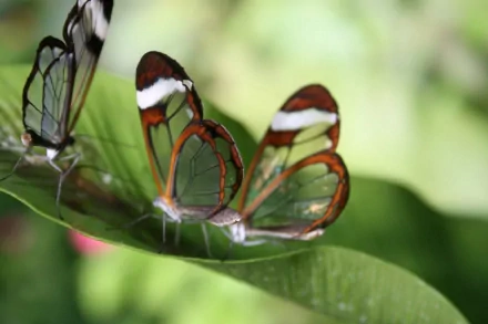 Three transparent-winged butterflies rest on a green leaf, captured in high-definition. The vibrant background enhances this HD desktop wallpaper and background.