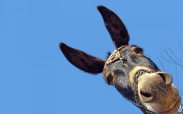 Close-up of a donkey's face with large ears against a clear blue sky in this HD desktop wallpaper and background.
