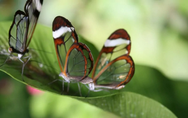 Three transparent-winged butterflies rest on a green leaf, captured in high-definition. The vibrant background enhances this HD desktop wallpaper and background.