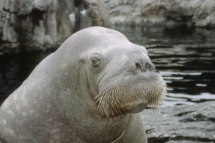 Animal walrus HD Desktop Wallpaper | Background Image
