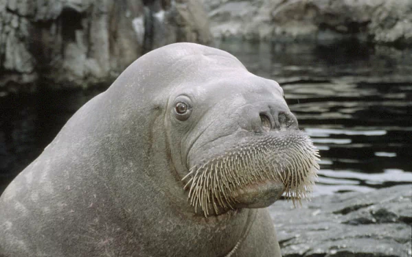 Animal walrus HD Desktop Wallpaper | Background Image