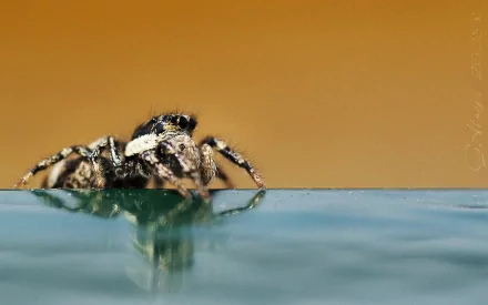 jumping spider Animal spider HD Desktop Wallpaper | Background Image