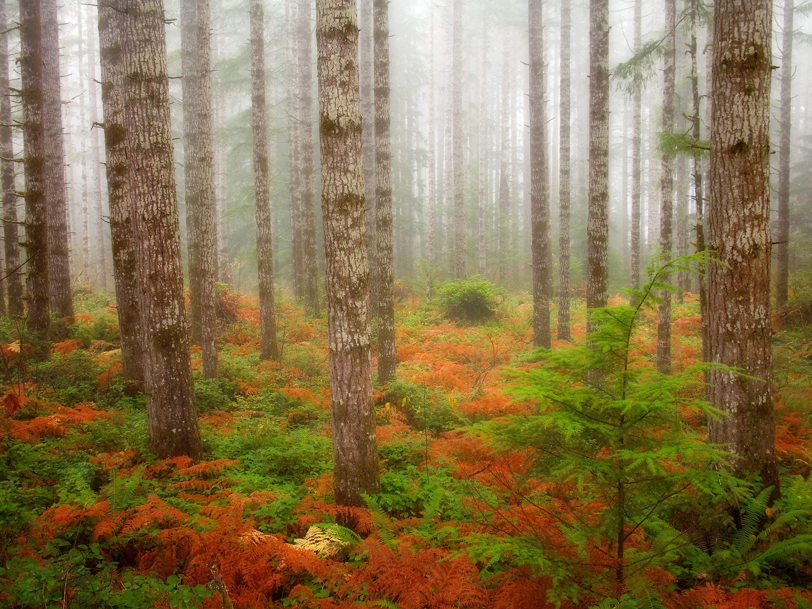 Fall-colored douglas fir trees in Olympic National Park, Washington.