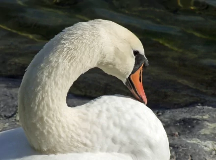 Close-up of a white mute swan preening, neck arched into an S against dark water — 2K Quad HD PC desktop wallpaper/background.