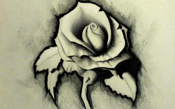Artistic Rose Drawing HD Wallpaper | Background Image