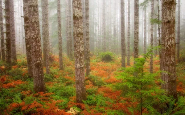 A tranquil scene in Olympic National Park, featuring tall Douglas fir trees surrounded by vibrant fall foliage and lush greenery, shrouded in soft fog. Ideal nature background.