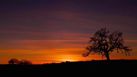 Silhouette of a solitary tree on the horizon beneath a vivid orange and purple sunset — 4K Ultra HD nature PC desktop wallpaper/background.