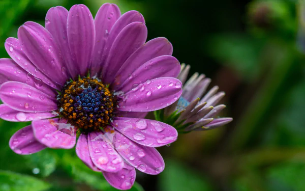 nature daisy HD Desktop Wallpaper | Background Image